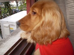 Fotos de perros